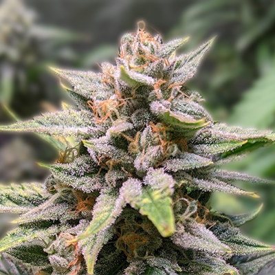 The Allure of Mexican Red Hair Strain A Comprehensive Guide The Allure of Mexican Red Hair Strain A Comprehensive Guide