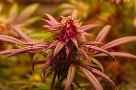 The Allure of Mexican Red Hair Strain A Comprehensive Guide The Allure of Mexican Red Hair Strain A Comprehensive Guide